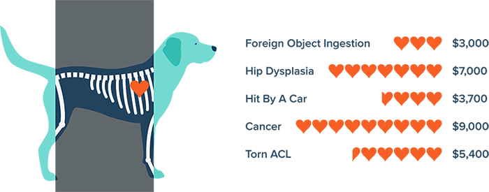 FIGO Pet Insurance