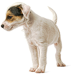 Madonio Family Animal Welfare Trust